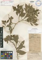 Holotype of Nototrichium humile Hillebr. var. subrhomboideum Sherff [family AMARANTHACEAE]