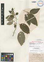 Holotype of Nototrichium sandwicense (A.Gray) Hillebr. var. macrophyllum Sherff [family AMARANTHACEAE]