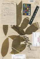 Isotype of Litsea solomonensis C.K.Allen [family LAURACEAE]