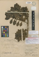 Isotype of Coprosma ochracea W.R.B.Oliv. var. rockiana Oliv. [family RUBIACEAE]
