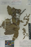 Holotype of Alectryon macrococcus G.Linney var. auwahiensis G.Linney [family SAPINDACEAE]