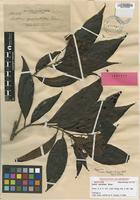Isotype of Adina zschokkei Elmer [family RUBIACEAE]