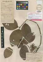 Holotype of Ixora raivavensis Fosberg [family RUBIACEAE]