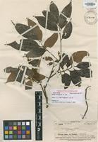Isotype of Guioa chrysea A.C.Sm. [family SAPINDACEAE]