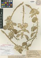 Holotype of Achyranthes atollensis H.St.John [family AMARANTHACEAE]
