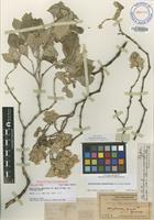 Holotype of Nototrichium sandwicense (A.Gray) Hillebr. var. lanaiense Sherff [family AMARANTHACEAE]