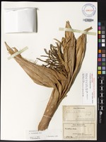 Holotype of Pritchardia forbesiana Rock [family ARECACEAE]