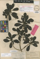 Holotype of Coprosma pubens W.R.B.Oliv. var. sessiliflora W.R.B.Oliv. [family RUBIACEAE]