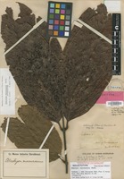 Isotype of Alectryon macrococcus [family SAPINDACEAE]