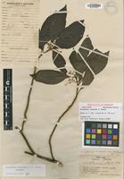 Isotype of Airosperma vanuense S.P.Darwin [family RUBIACEAE]