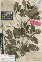Holotype of Coprosma velutina var. velutina [family RUBIACEAE]