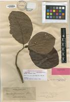 Isotype of Neonauclea formicaria (Elmer) Merr. [family RUBIACEAE]