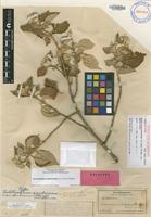 Holotype of Nototrichium sandwicense (A.Gray) Hillebr. var. dubium Sherff [family AMARANTHACEAE]