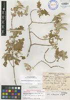 Holotype of Nototrichium sandwicense (A.Gray) Hillebr. var. niihauense H.St.John [family AMARANTHACEAE]