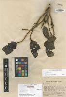 Isotype of Litsea papillosa C.K.Allen [family LAURACEAE]