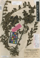 Holotype of Coprosma ernodeoides A.Gray var. mauiensis H.St.John [family RUBIACEAE]
