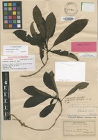 Holotype of Coprosma serrata A.Gray [family RUBIACEAE]