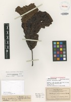 Isotype of Alectryon macrococcus [family SAPINDACEAE]
