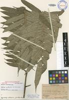 Isotype of Angiopteris chauliodonta Copel. [family MARATTIACEAE]