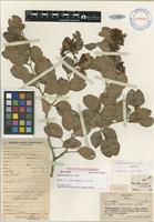 Isotype of Maniltoa minor A.C.Sm. [family FABACEAE]