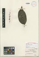 Isotype of Homalium acuminatum Cheeseman [family FLACOURTIACEAE]