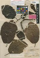 Isotype of Neonauclea forsteri (Seem.) Merr. [family RUBIACEAE]