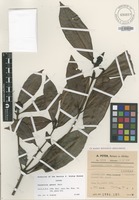 Isotype of Psychotria peteri Petit [family RUBIACEAE]