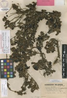 Isotype of Coprosma ernodeoides A.Gray var. mauiensis H.St.John [family RUBIACEAE]