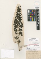 Isotype of Coprosma skottsbergiana A.Gray [family RUBIACEAE]