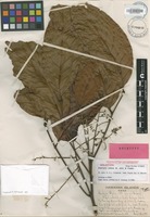 Holotype of Alectryon mahoe [family SAPINDACEAE]