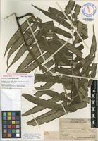 Holotype of Angiopteris chauliodonta Copel. [family MARATTIACEAE]