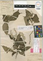 Holotype of Achyranthes marchionica F.Br. [family AMARANTHACEAE]