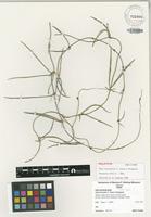 Holotype of Hoya acicularis T.Green & Kloppenb. [family ASCLEPIADACEAE]