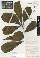 Isotype of Terminalia impediens Coode [family COMBRETACEAE]
