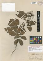 Isotype of Maniltoa psilogyne Harms [family FABACEAE]