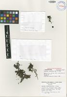 Type of Coprosma archboldiana Merr. & L.M.Perry [family RUBIACEAE]