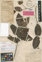 Holotype of Ixora setchellii Fosberg [family RUBIACEAE]