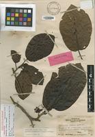 Holotype of Neonauclea forsteri (Seem.) Merr. [family RUBIACEAE]