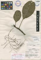 Holotype of Charpentiera tomentosa [family AMARANTHACEAE]