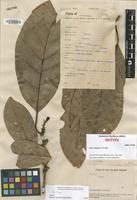 Isotype of Litsea perglabra C.K.Allen [family LAURACEAE]
