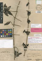 Isotype of Coprosma fauriei A.Gray [family RUBIACEAE]