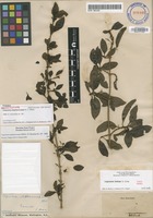 Isolectotype of Coprosma stephanocarpa A.Gray [family RUBIACEAE]