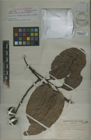 Isotype of Alectryon mahoe [family SAPINDACEAE]