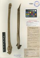 Holotype of Angiopteris chauliodonta Copel. [family MARATTIACEAE]