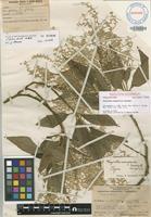 Holotype of Achyranthes mangarevica Suess. [family AMARANTHACEAE]