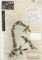 Isotype of Bulbophyllum quadricarinum Kores [family ORCHIDACEAE]