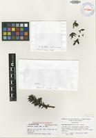 Type of Coprosma brassii Merr. & L.M.Perry [family RUBIACEAE]