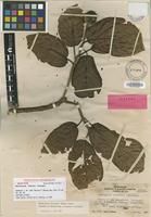 Isotype of Neonauclea forsteri (Seem.) Merr. [family RUBIACEAE]