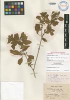 Isotype of Achyranthes mutica A.Gray [family AMARANTHACEAE]