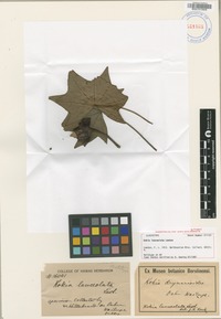 Type of Kokia lanceolata Lewton [family MALVACEAE]